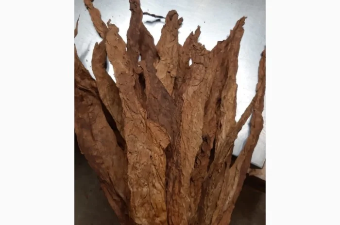 Продам оптом тютюн для трубки  сорту Берлі, Вірджинія (Імпорт, Італія). Тютюн з регіону Trieste, Italy- фото № 1