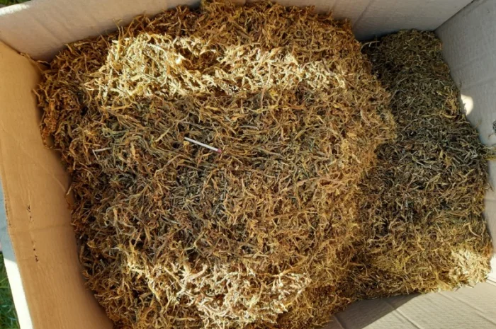 Продам тютюн сорт вірджинія порізка лапша 0.8 мм- фото № 2