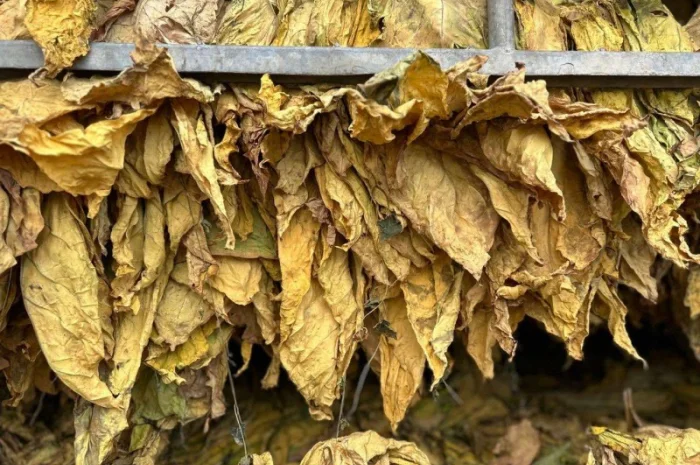 Продам тютюновий лист. Лапша жовта Голд- фото № 1