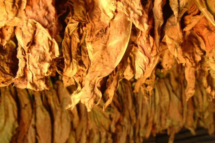 Огромный выбор Табака  для сигарет 1 кг  Вирджиния Голд, Берли, Мальборо, Честер, Кемел по приемлемым ценам- фото № 1