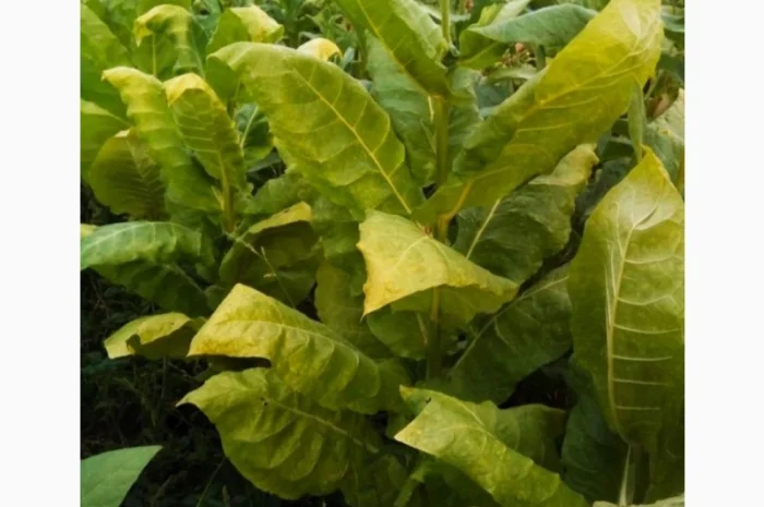 Крепкий табак Берли! , для самокруток  . Качество и крепость на высоте. Скидки и подарки- фото № 1