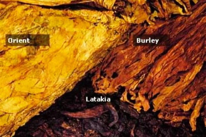 Крепкий табак Берли! , для самокруток  . Качество и крепость на высоте. Скидки и подарки- фото № 2