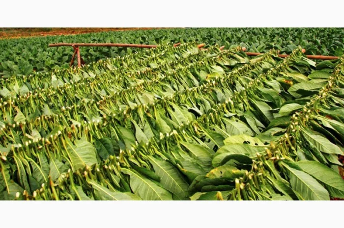 Табак на любой вкус, цвет и крепость, для самокруток- фото № 1