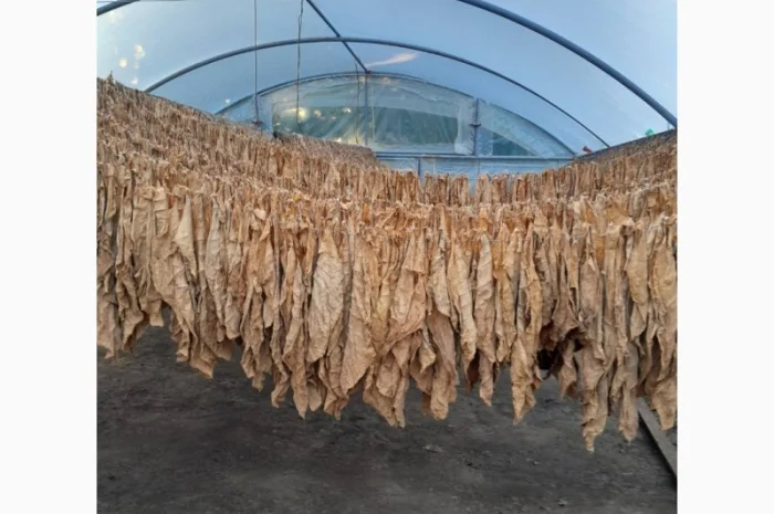 Продам тютюн для трубки , сорт Берлі, Берлей- фото № 4