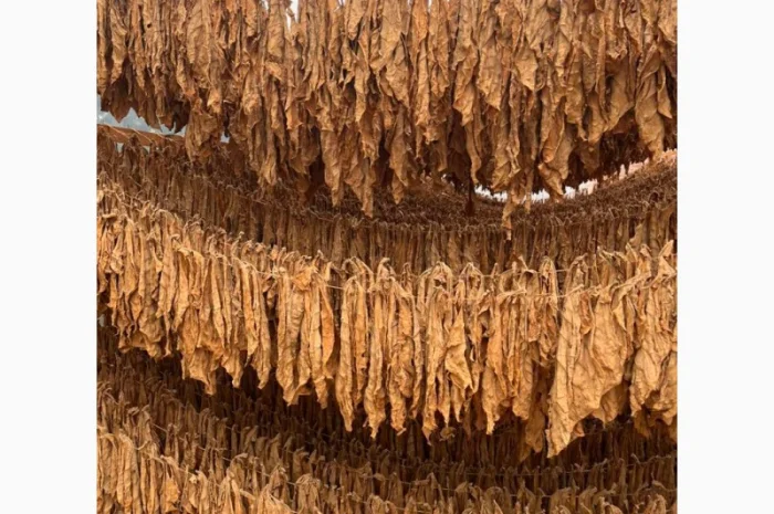 Продам тютюн для трубки , сорт Берлі, Берлей- фото № 5