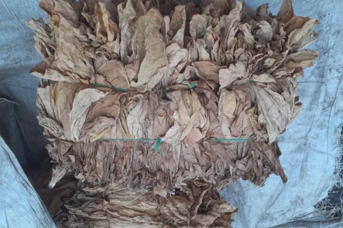 Продам тютюн для трубки , сорт Берлі, Берлей- фото № 6