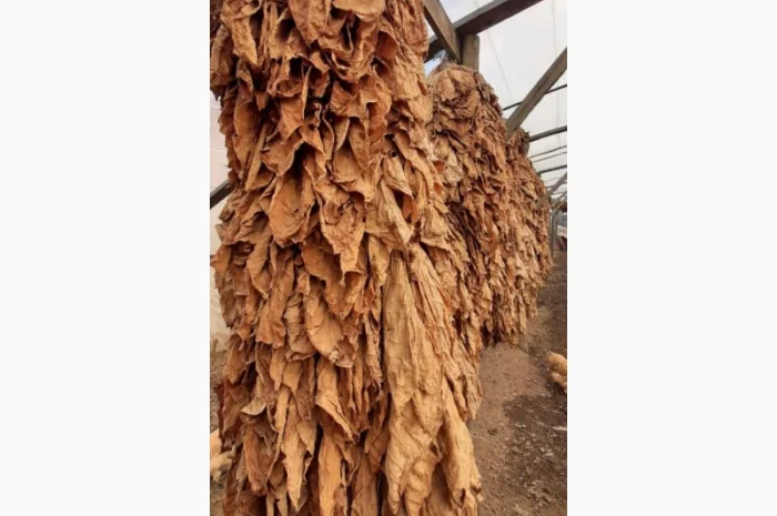 Продам лист тютюну хорошого- фото № 1