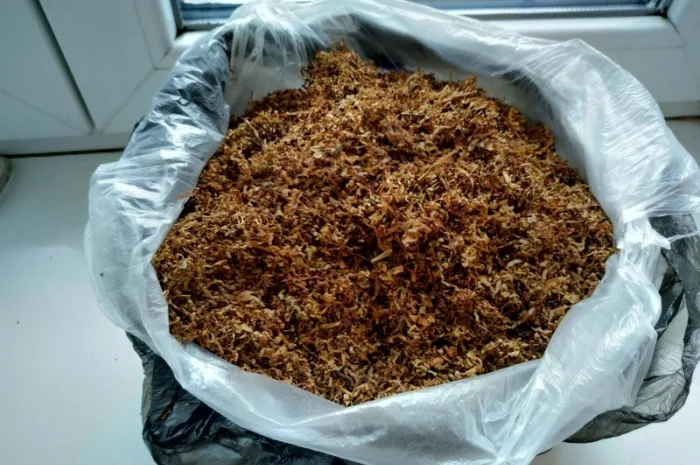 Табаки раные- фото № 1