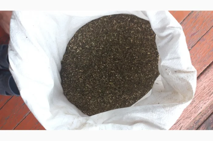 Особисто вирощена Махорка- фото № 2