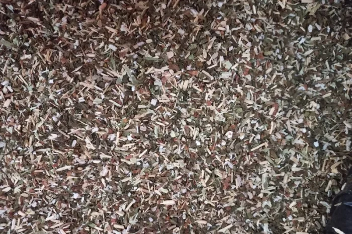 Самосад махорка- фото № 1