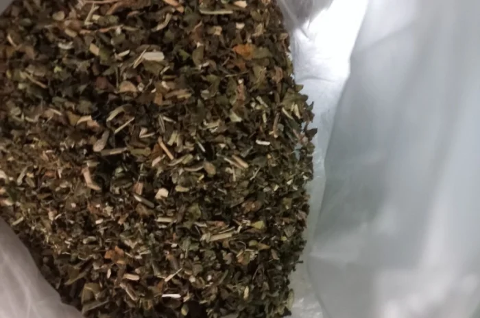 Махорка звичайна самосад- фото № 1