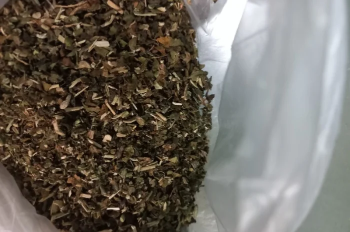 Махорка звичайна самосад- фото № 3