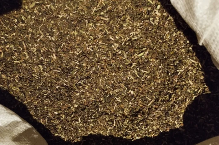 Махорка проста самосад- фото № 2