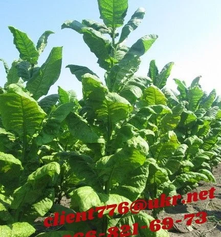 Продам табак (Дюбек Новый) для самокруток , 150 грн/упаковка- фото № 2