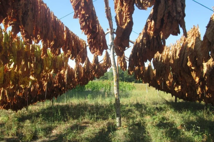 Продам табак (Дюбек Новый) для самокруток , 150 грн/упаковка- фото № 3