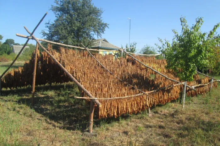 Продам табак (Дюбек Новый) для самокруток , 150 грн/упаковка- фото № 4