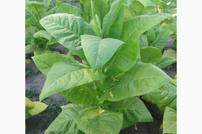 Продам табак Остролист 6 упаковка 250 грам/150 грн- фото № 1