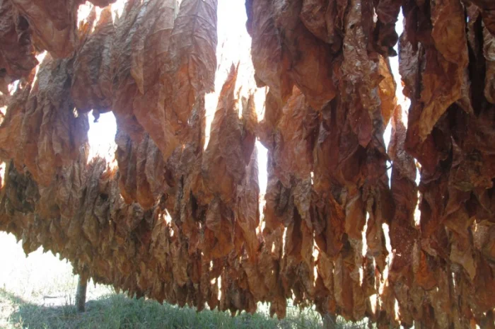 Продам табак Остролист 6 упаковка 250 грам/150 грн- фото № 3