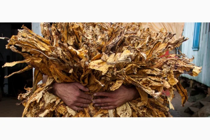 ІМПОРТНИЙ тютюн БЕРЛІ - дивовижний смак !!! ЧУДОВА якість!!!+ величезний вибір- фото № 2