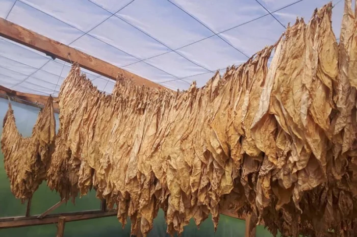 Вірджинія класик міцна , для самокруток- фото № 1