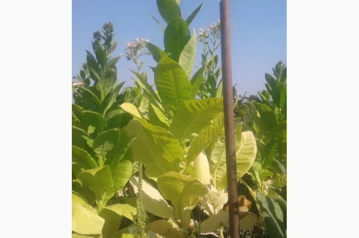 Семена табака домашние- фото № 1