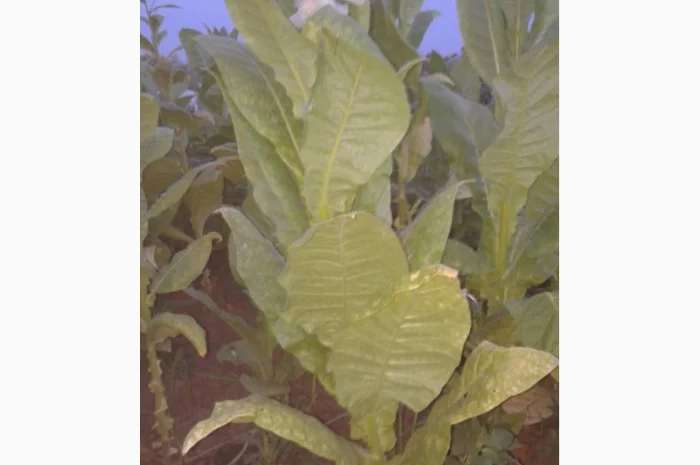 Семена табака домашние- фото № 2