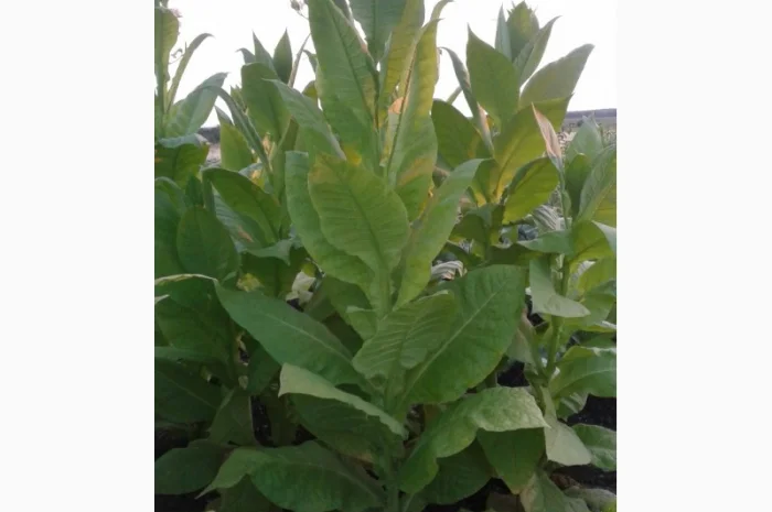 Семена табака домашние- фото № 3