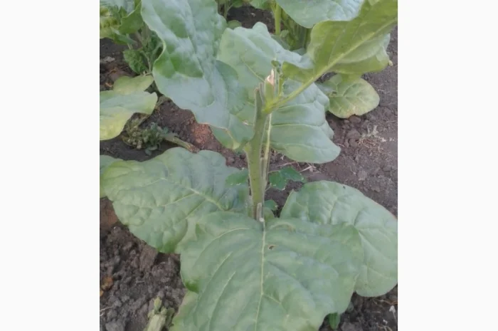 Семена махорки- фото № 1