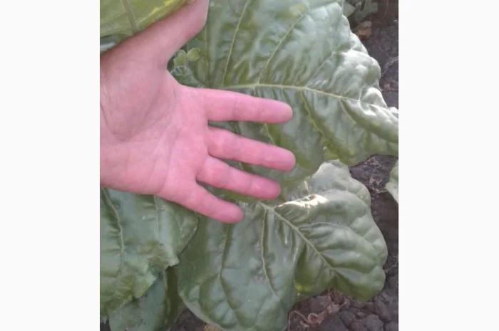 Семена махорки- фото № 2