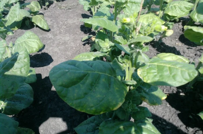 Семена махорки- фото № 3