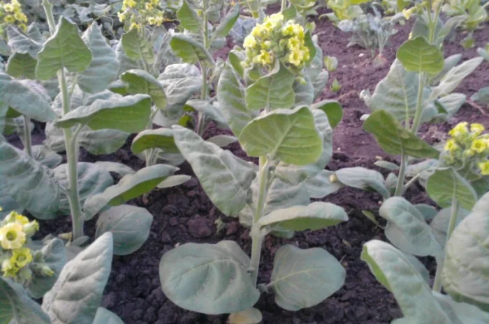 Семена махорки- фото № 4