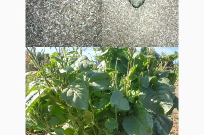 Продам насіння тютюну. Табак. Самосад. Махорка- фото № 3