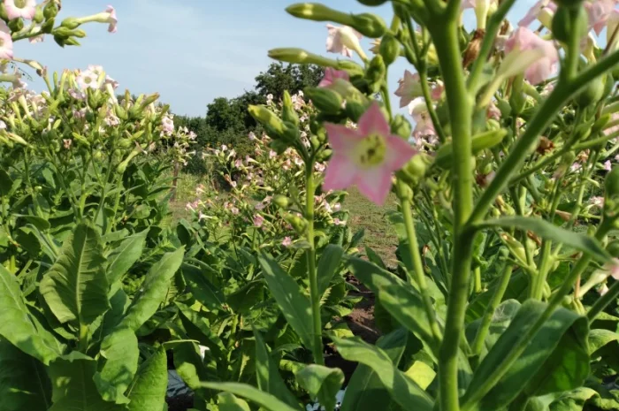 Табак семена- фото № 1