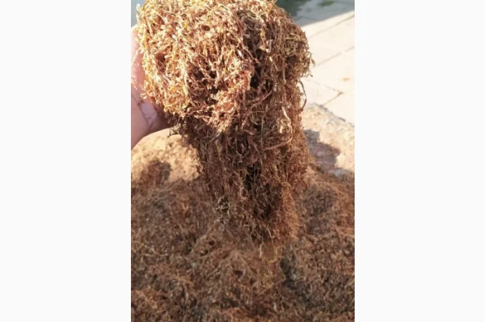 Продаємо тютюн високої якості для сигарет 1 кг- фото № 5