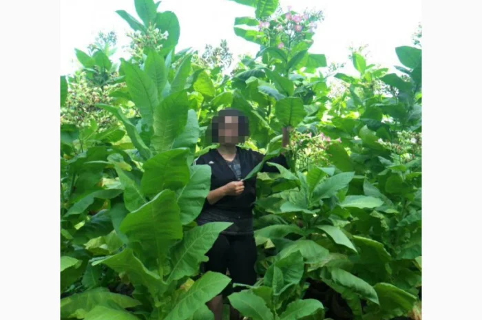 Продам семена табака(нет в наличии)- фото № 1