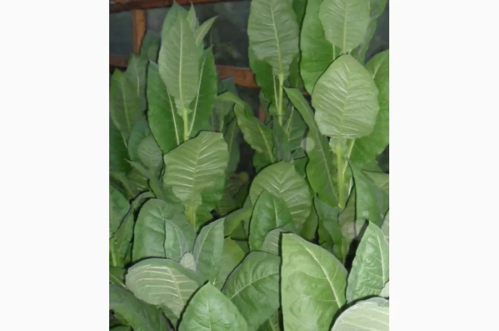 Продам семена табака(нет в наличии)- фото № 6