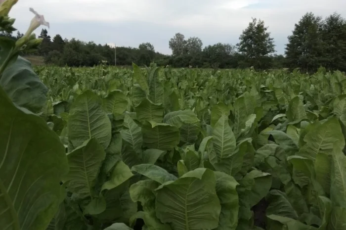 Продам семена табака(нет в наличии)- фото № 7