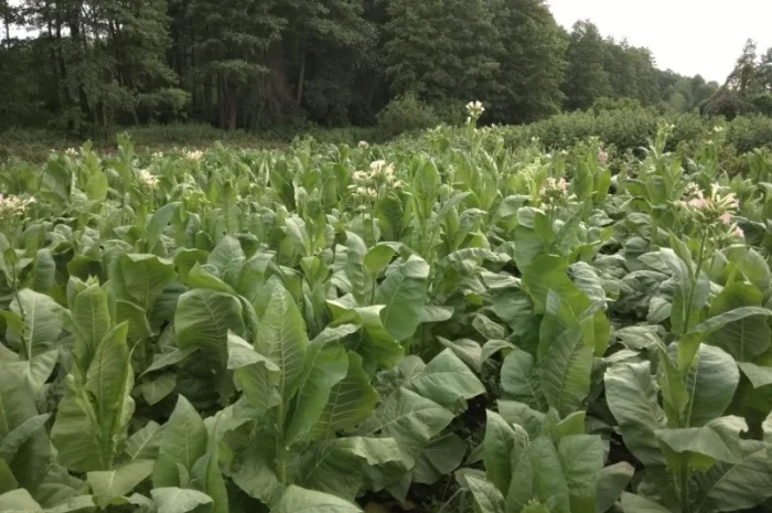 Продам семена табака(нет в наличии)- фото № 8