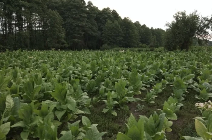 Продам семена табака(нет в наличии)- фото № 9