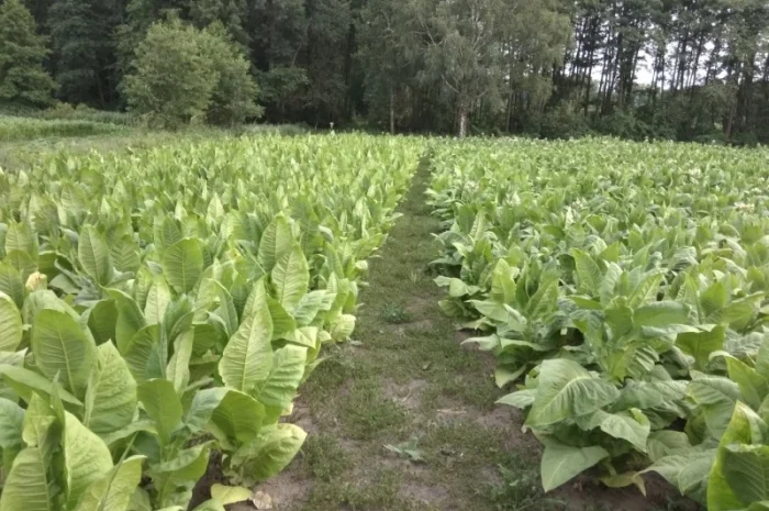 Продам семена табака(нет в наличии)- фото № 10