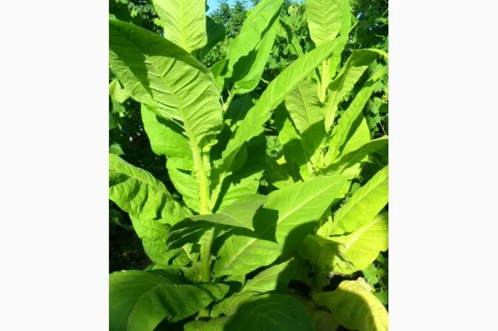 Продам семена табака(нет в наличии)- фото № 4