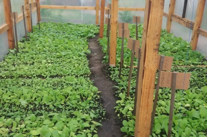 Продам семена табака(нет в наличии)- фото № 5