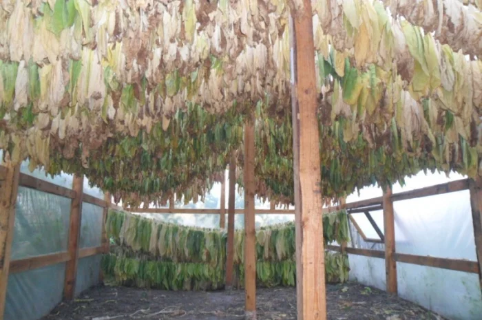 Продам семена табака(нет в наличии)- фото № 5