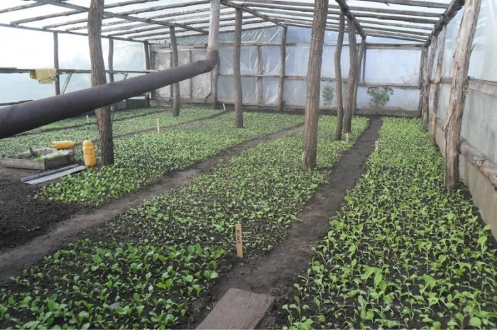 Продам рассаду табака (2, 00 грн. - 1шт.)- фото № 8