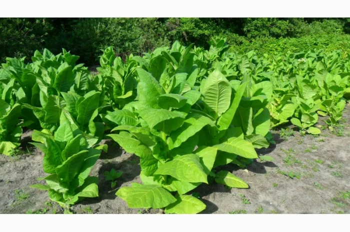 Продам рассаду табака (2, 00 грн. - 1шт.)- фото № 12