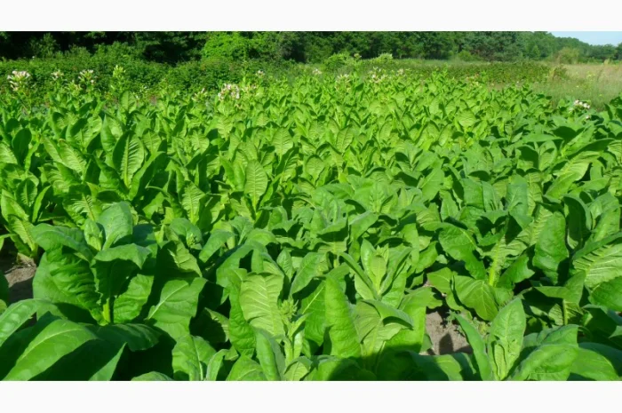 Продам рассаду табака (2, 00 грн. - 1шт.)- фото № 13