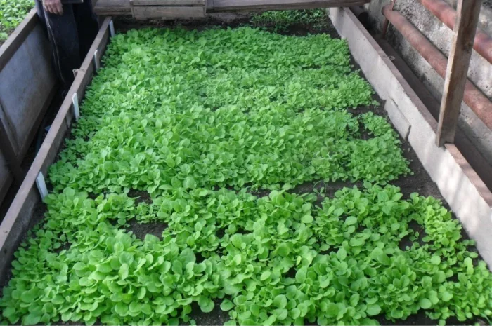 Продам рассаду табака (2, 00 грн. - 1шт.)- фото № 3