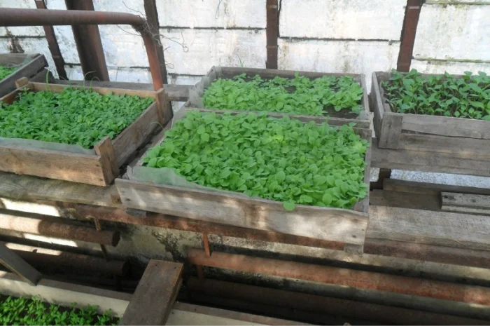 Продам рассаду табака (2, 00 грн. - 1шт.)- фото № 5