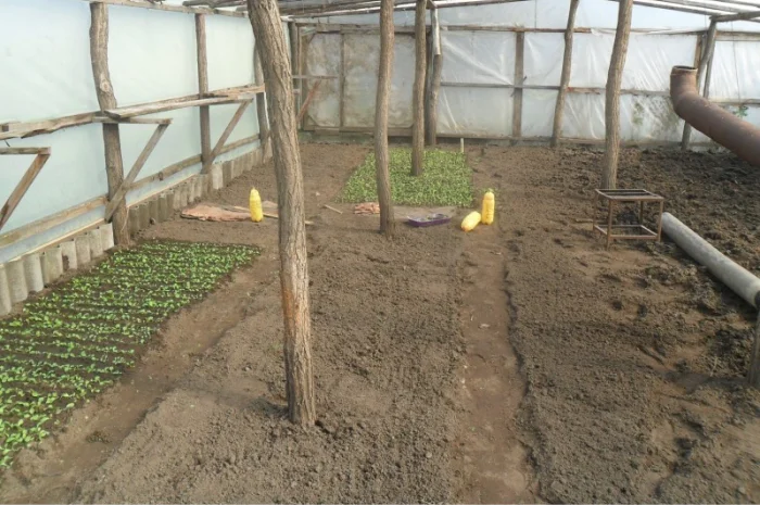 Продам рассаду табака (2, 00 грн. - 1шт.)- фото № 6