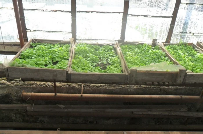 Продам рассаду табака (2, 00 грн. - 1шт.)- фото № 7